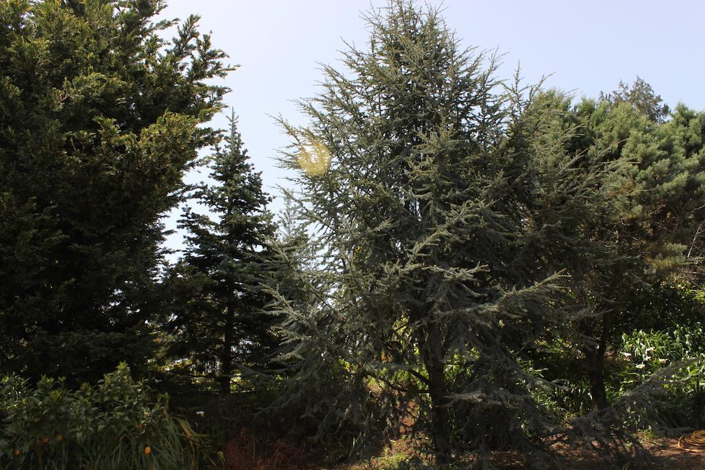 Camacha  Quinta Das Faias المظهر الخارجي الصورة